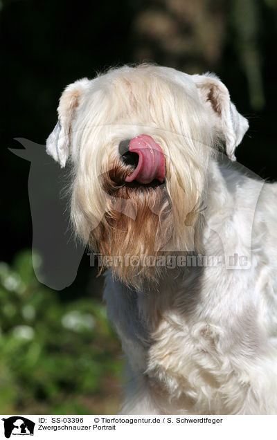 Zwergschnauzer Portrait / SS-03396