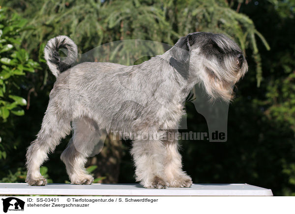 stehender Zwergschnauzer / standing Miniature Schnauzer / SS-03401