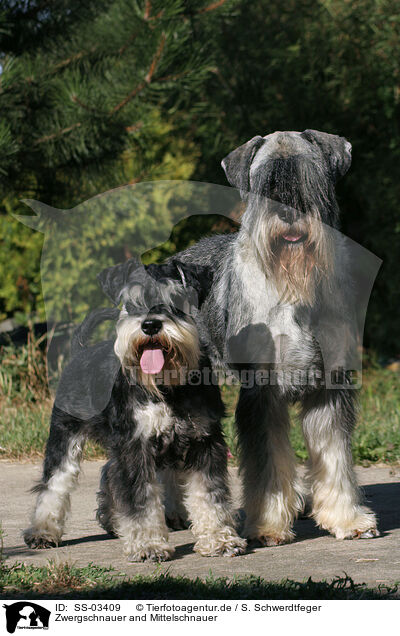 Zwergschnauer and Mittelschnauer / 2 standing Schnauzer / SS-03409