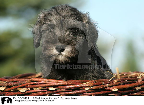 Zwergschnauzer Welpe im Krbchen / Miniature Schnauzer puppy in basket / SS-03434