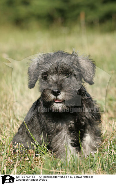 Zwergschnauzer Welpe / SS-03453
