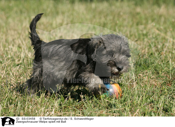 Zwergschnauzer Welpe spielt mit Ball / playing Miniature Schnauzer puppy / SS-03458