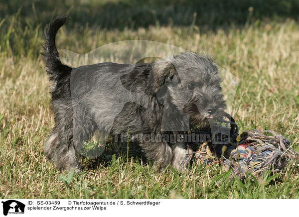 spielender Zwergschnauzer Welpe / playing Miniature Schnauzer puppy / SS-03459