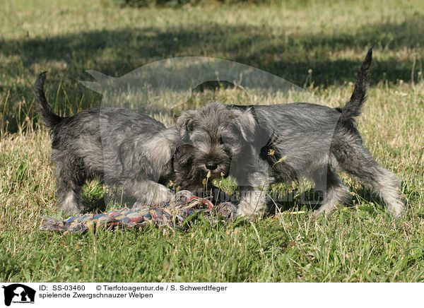 spielende Zwergschnauzer Welpen / SS-03460