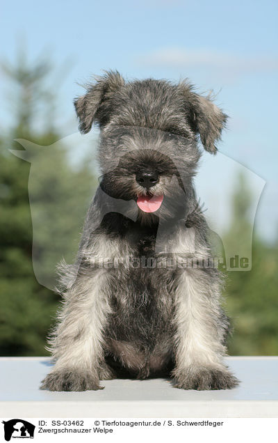Zwergschnauzer Welpe / SS-03462