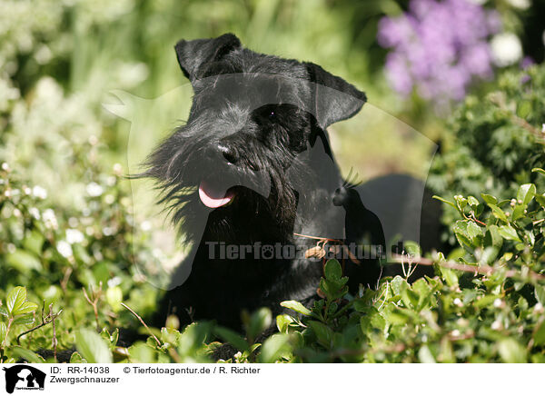 Zwergschnauzer / Miniature Schnauzer / RR-14038