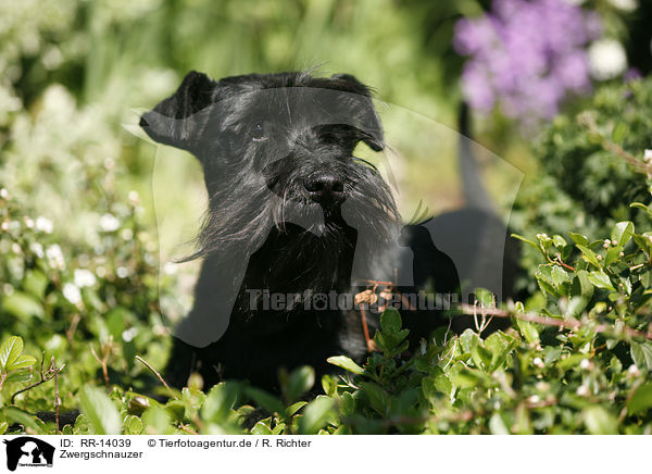 Zwergschnauzer / Miniature Schnauzer / RR-14039