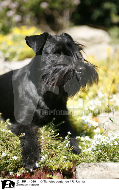 Zwergschnauzer / Miniature Schnauzer / RR-14046