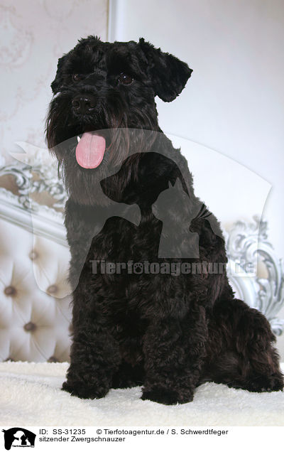 sitzender Zwergschnauzer / SS-31235