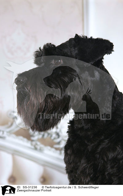 Zwergschnauzer Portrait / SS-31236