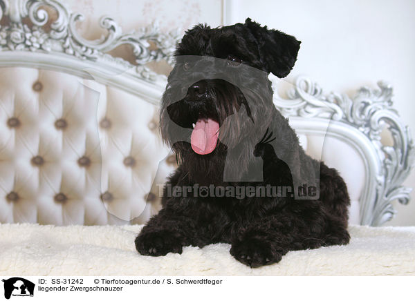 liegender Zwergschnauzer / SS-31242