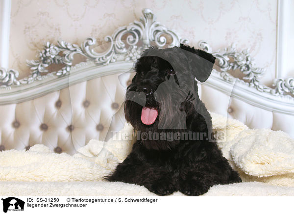 liegender Zwergschnauzer / SS-31250