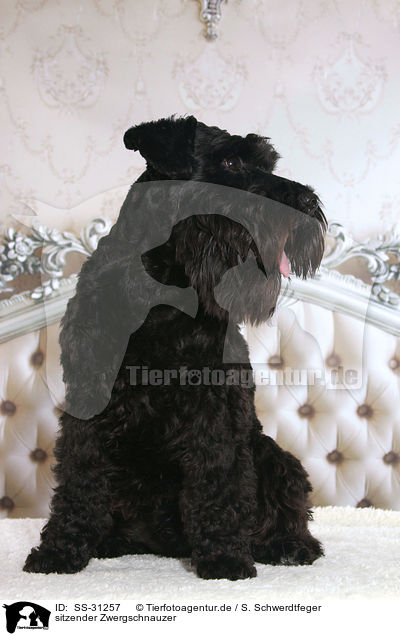 sitzender Zwergschnauzer / SS-31257