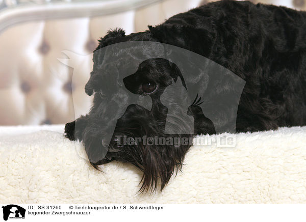 liegender Zwergschnauzer / SS-31260