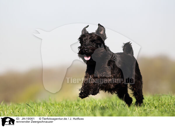 rennender Zwergschnauzer / JH-19061