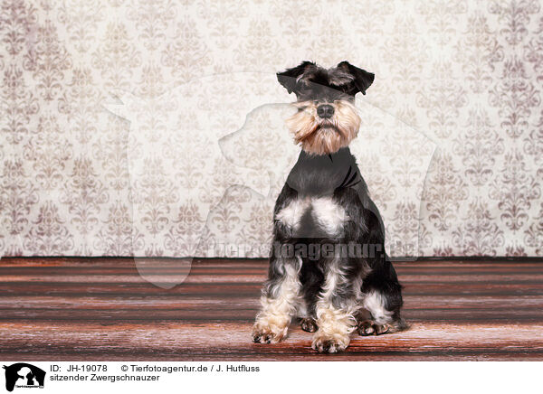 sitzender Zwergschnauzer / JH-19078