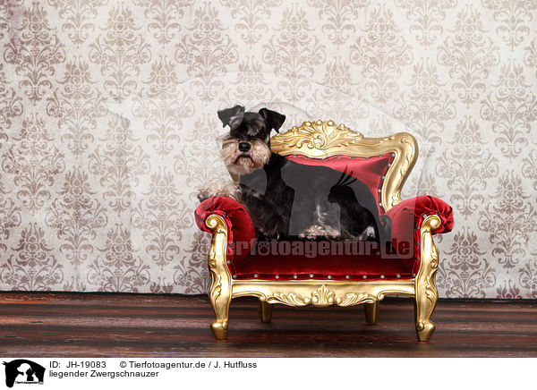 liegender Zwergschnauzer / lying Miniature Schnauzer / JH-19083