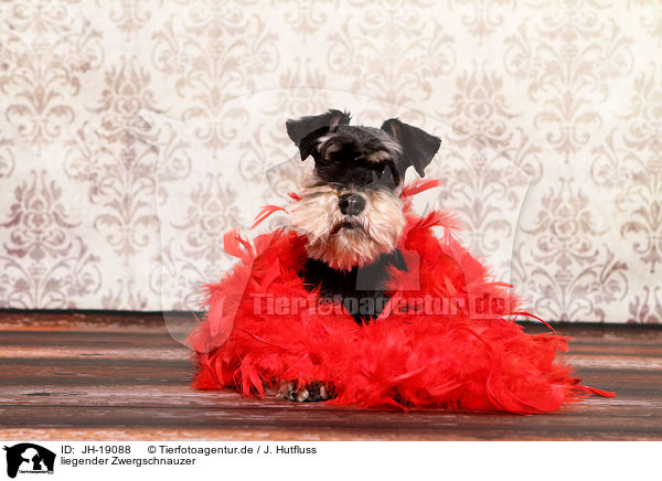 liegender Zwergschnauzer / lying Miniature Schnauzer / JH-19088
