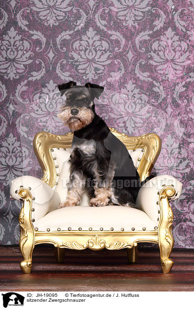 sitzender Zwergschnauzer / sitting Miniature Schnauzer / JH-19095