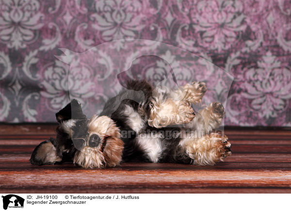 liegender Zwergschnauzer / JH-19100
