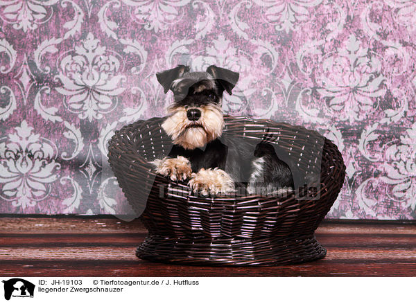 liegender Zwergschnauzer / JH-19103