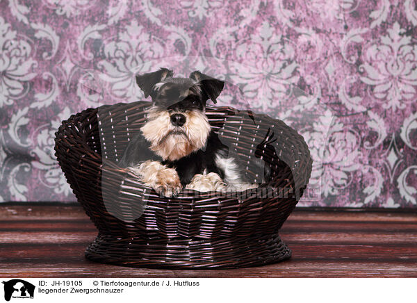 liegender Zwergschnauzer / lying Miniature Schnauzer / JH-19105