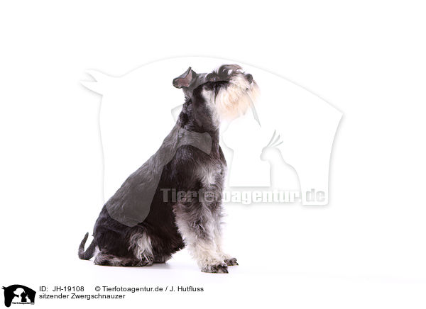 sitzender Zwergschnauzer / JH-19108