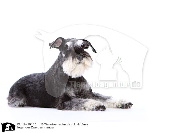 liegender Zwergschnauzer / JH-19110