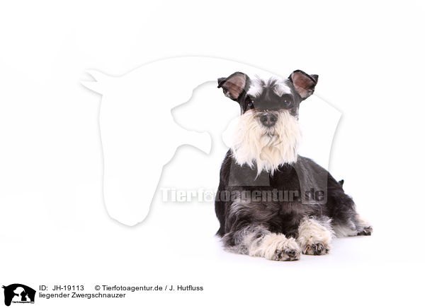 liegender Zwergschnauzer / JH-19113
