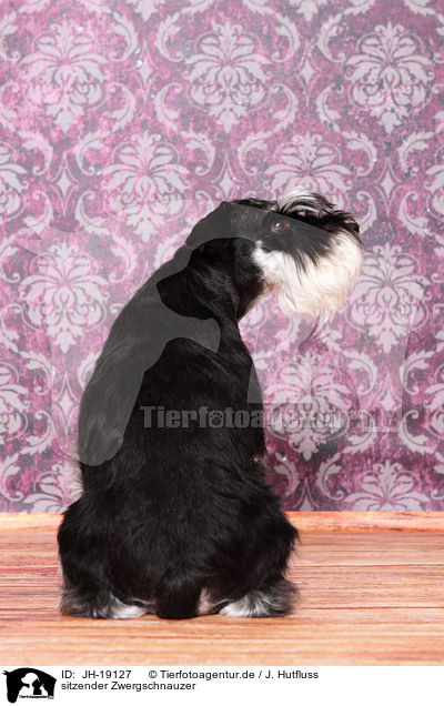 sitzender Zwergschnauzer / JH-19127