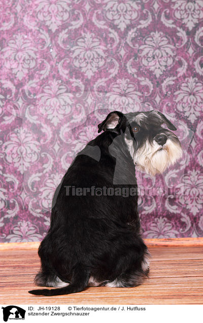 sitzender Zwergschnauzer / sitting Miniature Schnauzer / JH-19128