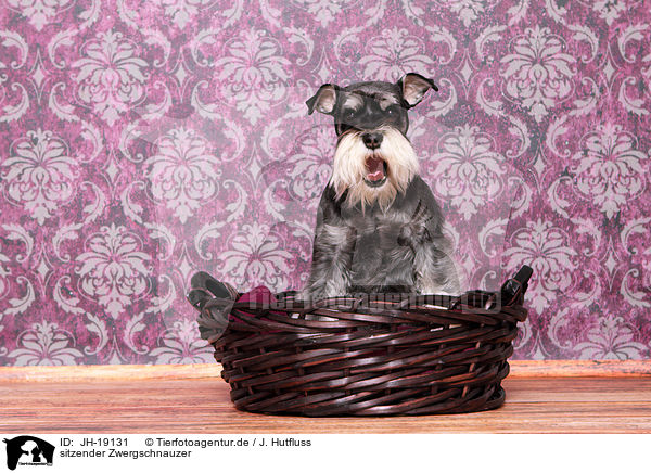 sitzender Zwergschnauzer / JH-19131