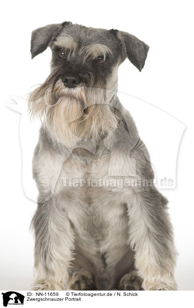 Zwergschnauzer Portrait / NN-11659