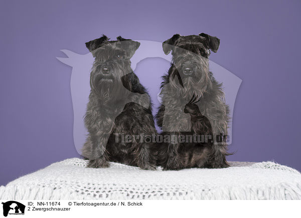 2 Zwergschnauzer / NN-11674