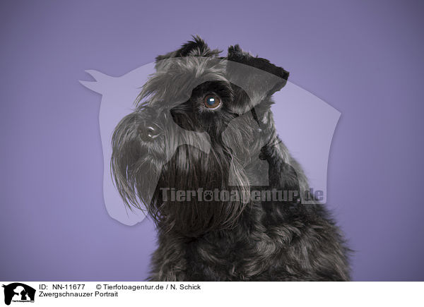 Zwergschnauzer Portrait / NN-11677