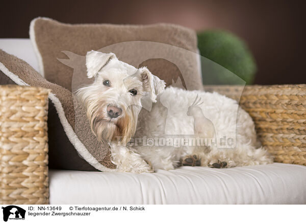 liegender Zwergschnauzer / lying Miniature Schnauzer / NN-13649