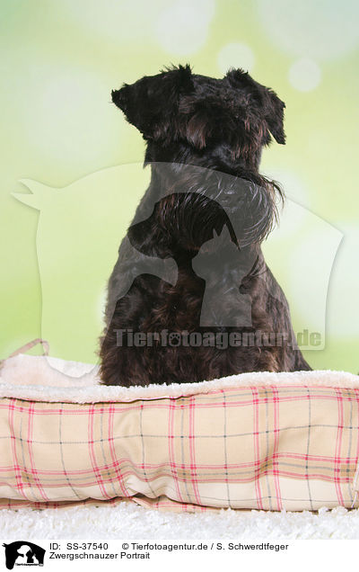 Zwergschnauzer Portrait / Miniature Schnauzer Portrait / SS-37540