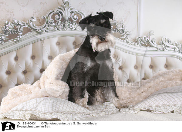 Zwergschnauzer im Bett / Miniature Schnauzer in bed / SS-40431