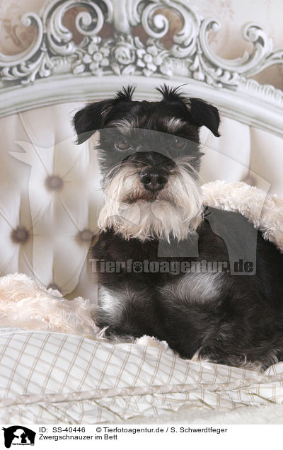 Zwergschnauzer im Bett / Miniature Schnauzer in bed / SS-40446