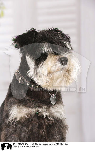 Zwergschnauzer Portrait / RR-68564