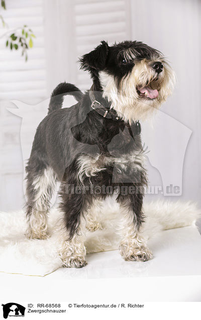 Zwergschnauzer / RR-68568