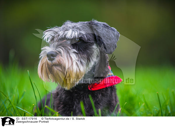 Zwergschnauzer Portrait / SST-17916