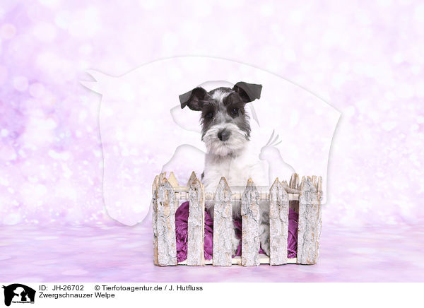 Zwergschnauzer Welpe / JH-26702
