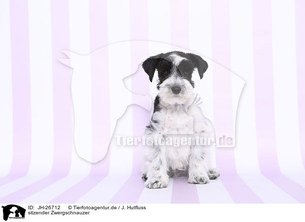 sitzender Zwergschnauzer / sitting Miniature Schnauzer / JH-26712