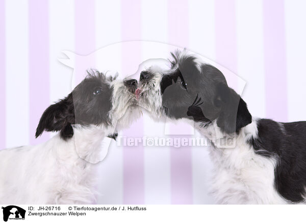 Zwergschnauzer Welpen / Miniature Schnauzer Puppies / JH-26716
