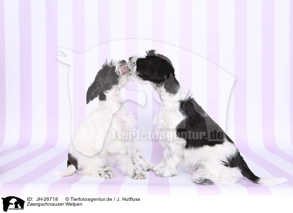 Zwergschnauzer Welpen / Miniature Schnauzer Puppies / JH-26718