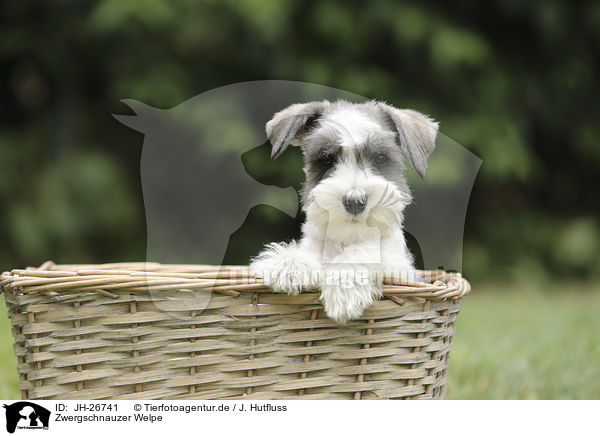 Zwergschnauzer Welpe / Miniature Schnauzer Puppy / JH-26741