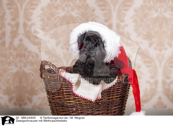 Zwergschnauzer mit Weihnaachtsdeko / Miniature schnauzer with Christmas decoration / MW-24905