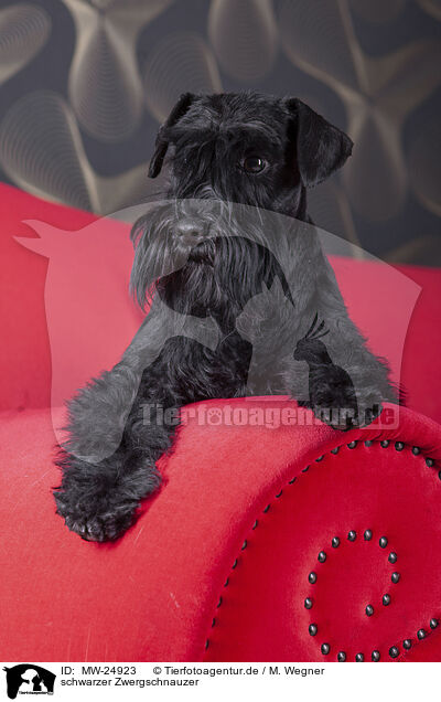 schwarzer Zwergschnauzer / black Miniature Schnauzer / MW-24923