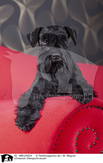 schwarzer Zwergschnauzer / black Miniature Schnauzer / MW-24924